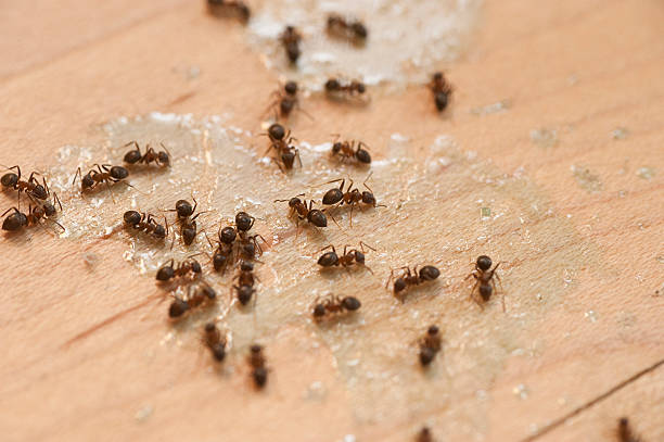 Best Best Pest Control Companies  in Butte, MT